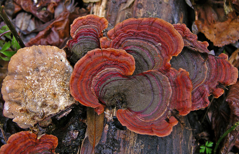 Avete voglia di funghi di oggi....guardate questo post.